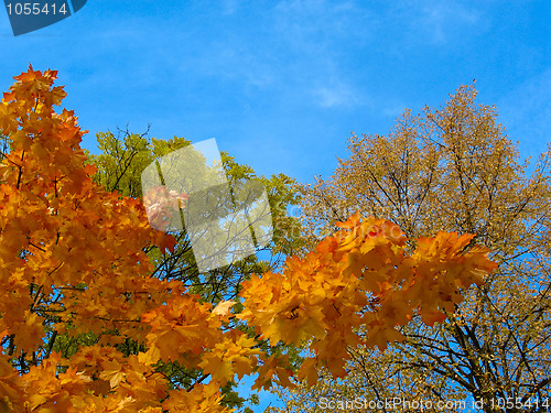 Image of Autumn