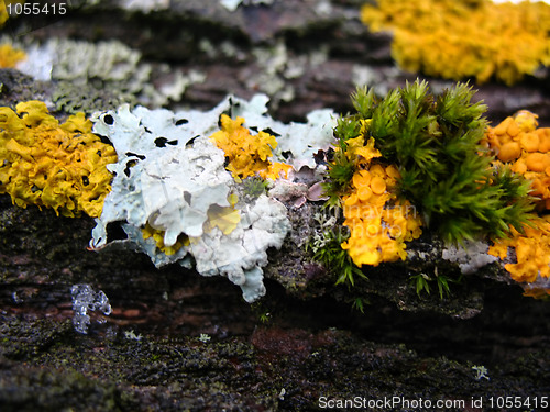 Image of Lichen