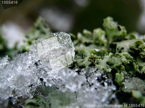 Image of Moss with ice