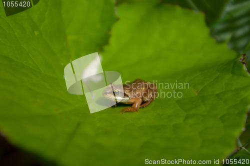 Image of Little frog