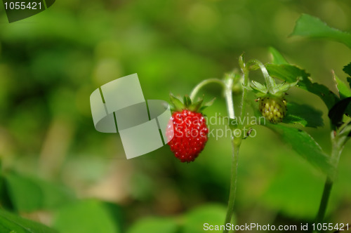 Image of strawberry