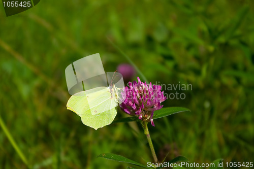 Image of butterfly
