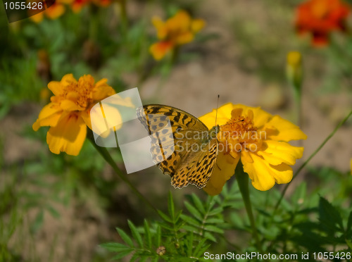 Image of butterfly 