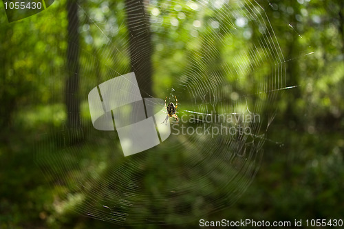 Image of Spider