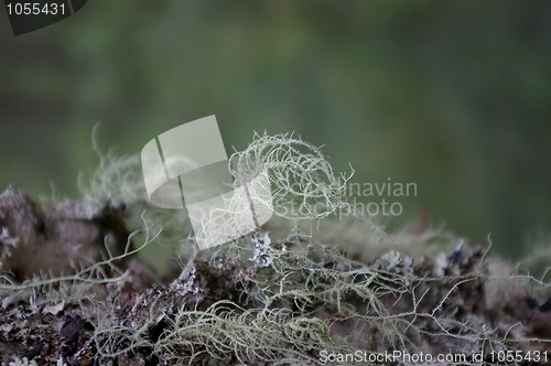 Image of Grey moss