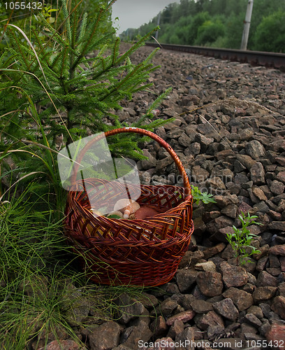 Image of Basket with mushrooms