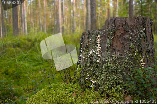 Image of stump with moss and lichen