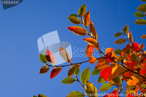 Image of Multicolored leaves