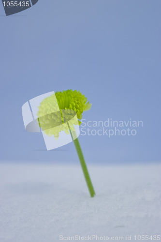 Image of Green chrysanthemum