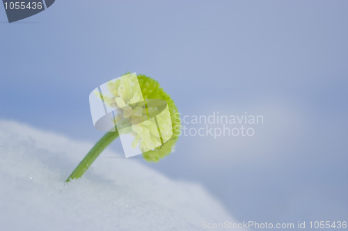 Image of Green chrysanthemum