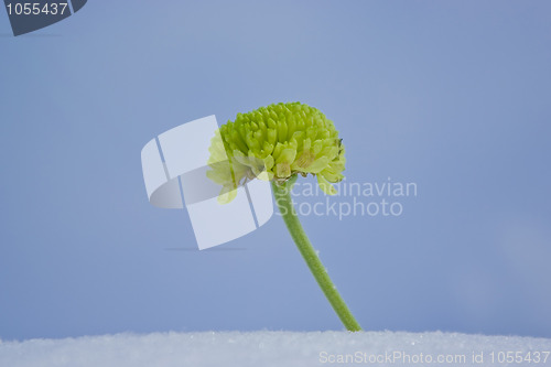 Image of Green chrysanthemum