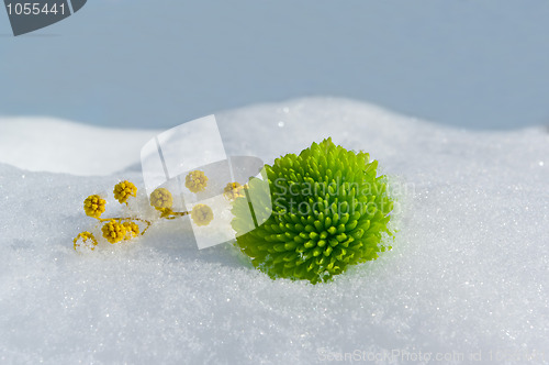 Image of Green chrysanthemum and mimosa