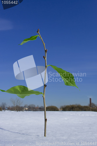 Image of Twig growing through the snow