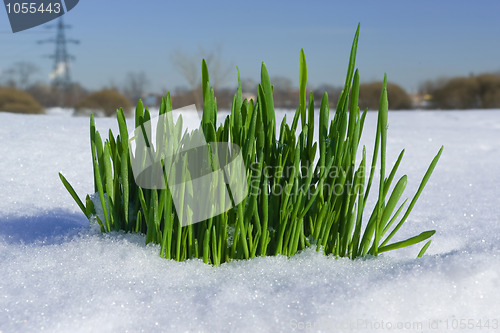 Image of Grass on snow