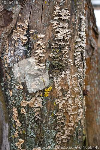 Image of Lichen 
