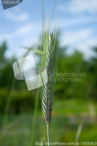 Image of spikelet of rye