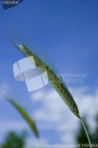 Image of spikelet of rye
