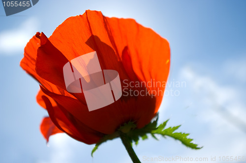 Image of poppy