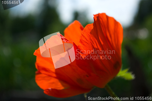 Image of poppy