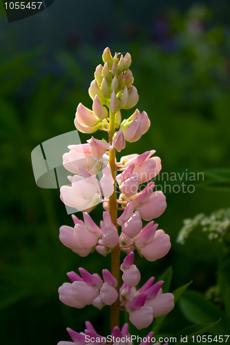 Image of lupine