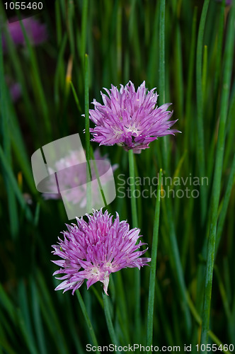 Image of Chive flowers