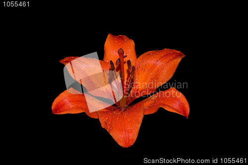 Image of Lily