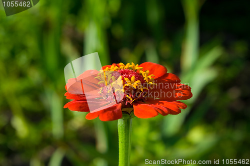 Image of zinnia