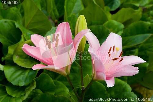 Image of Lilies