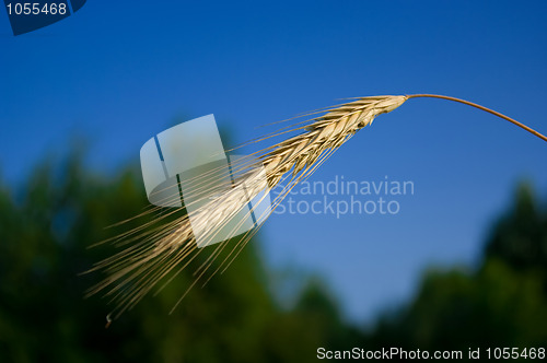 Image of spikelet of rye