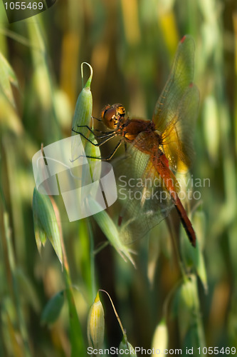 Image of red dragonfly