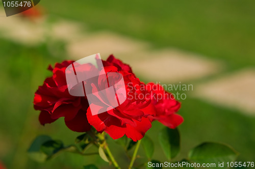 Image of Red roses