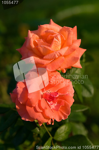 Image of Two orange roses