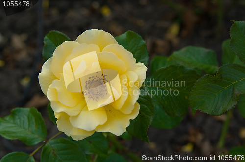 Image of Yellow rose