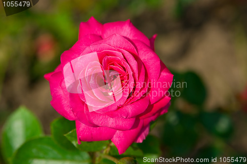 Image of Pink rose 