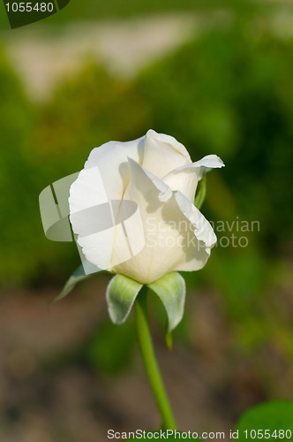 Image of White rose 