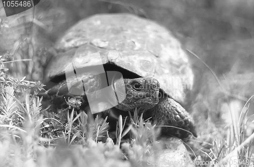 Image of spur-thighed tortoise