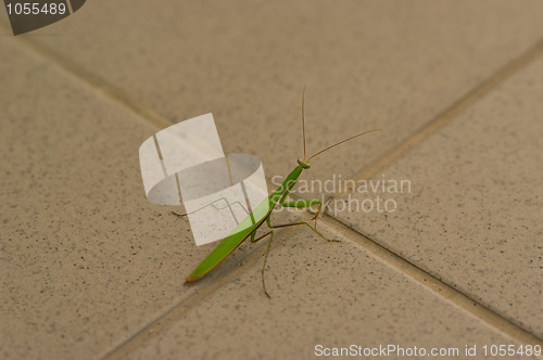 Image of mantis