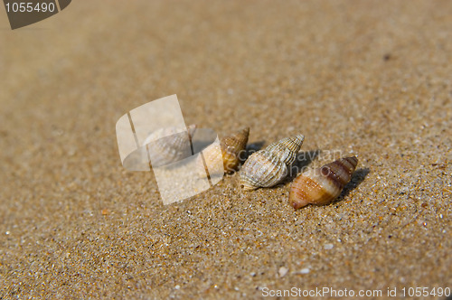 Image of Shells