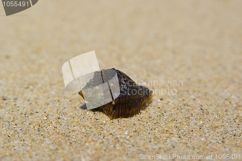 Image of shell