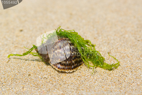 Image of shell