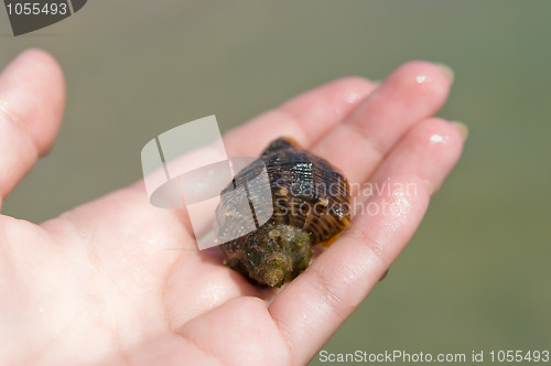 Image of Shell on hand