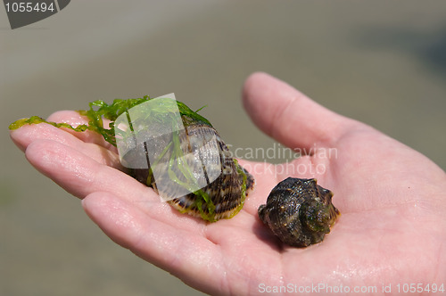 Image of Shell on hand