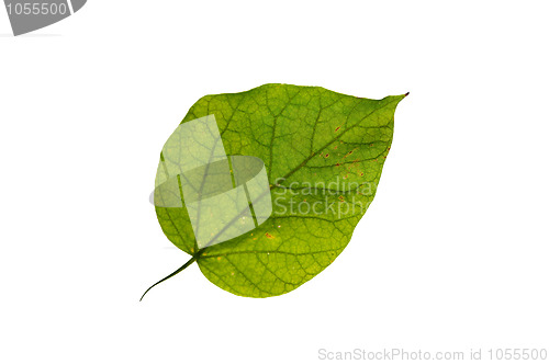 Image of Leaf