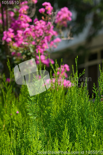 Image of cypress and pink flowers