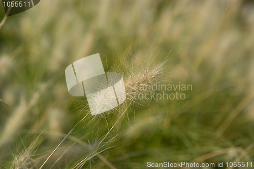 Image of Meadow grass