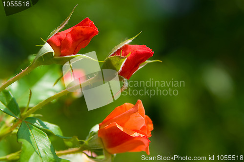 Image of flower buds of rose