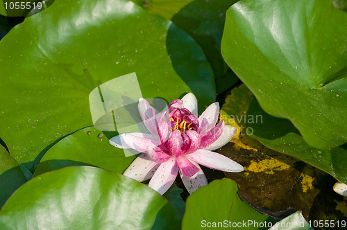 Image of waterlily