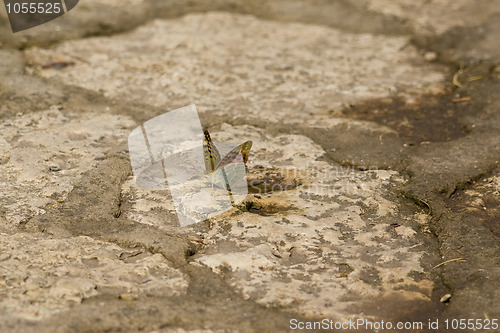 Image of butterfly