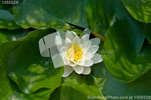 Image of waterlily