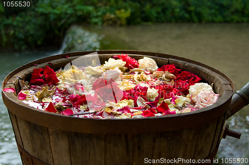 Image of Rose oil production